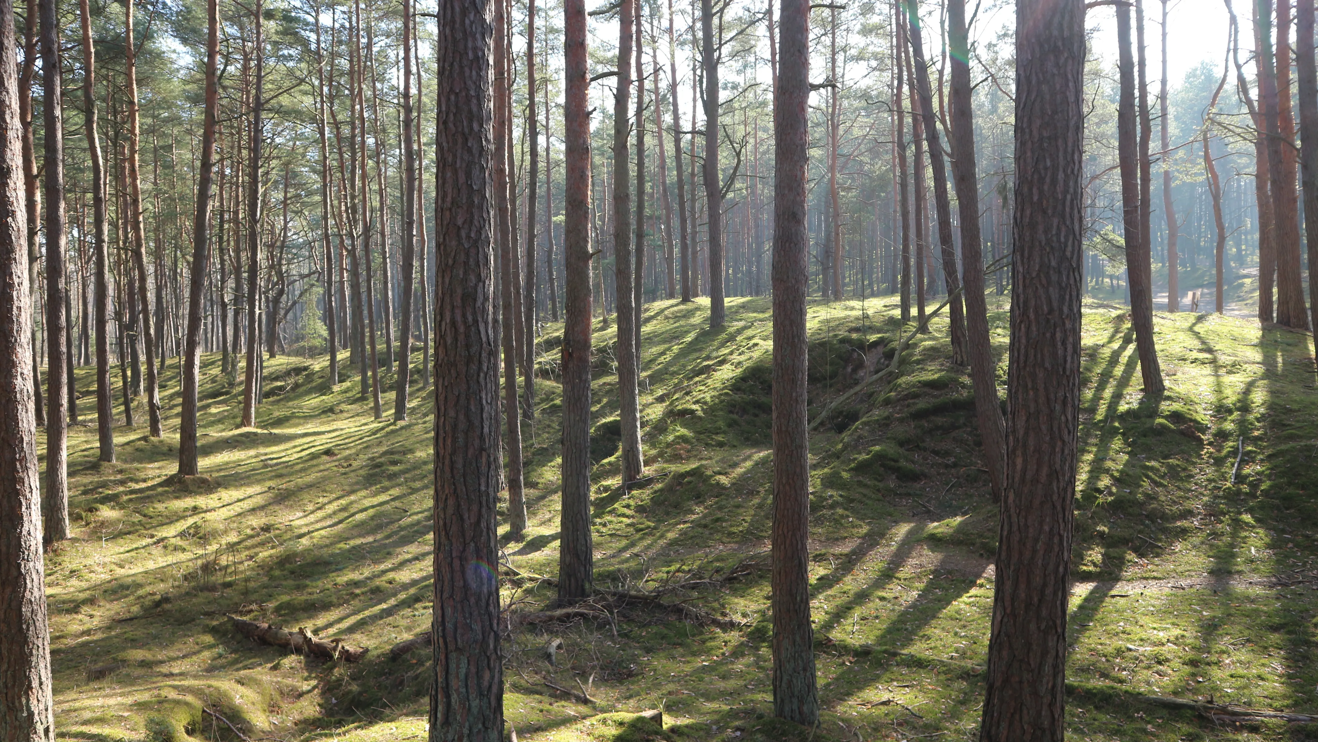 Sobieszewo Forest
